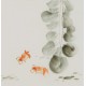 Fish - CNAG006540