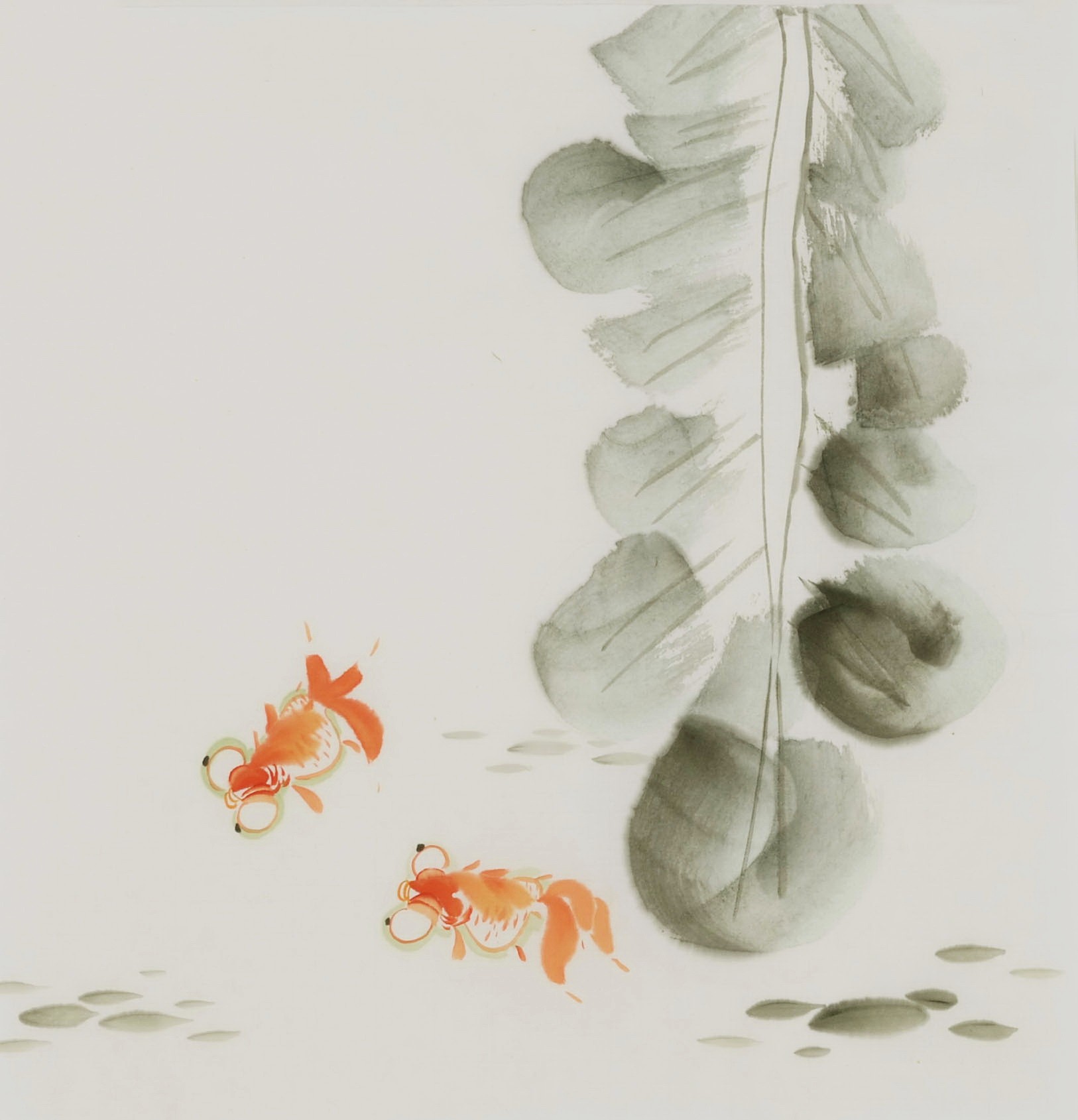 Fish - CNAG006540