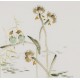 Lotus - CNAG006548