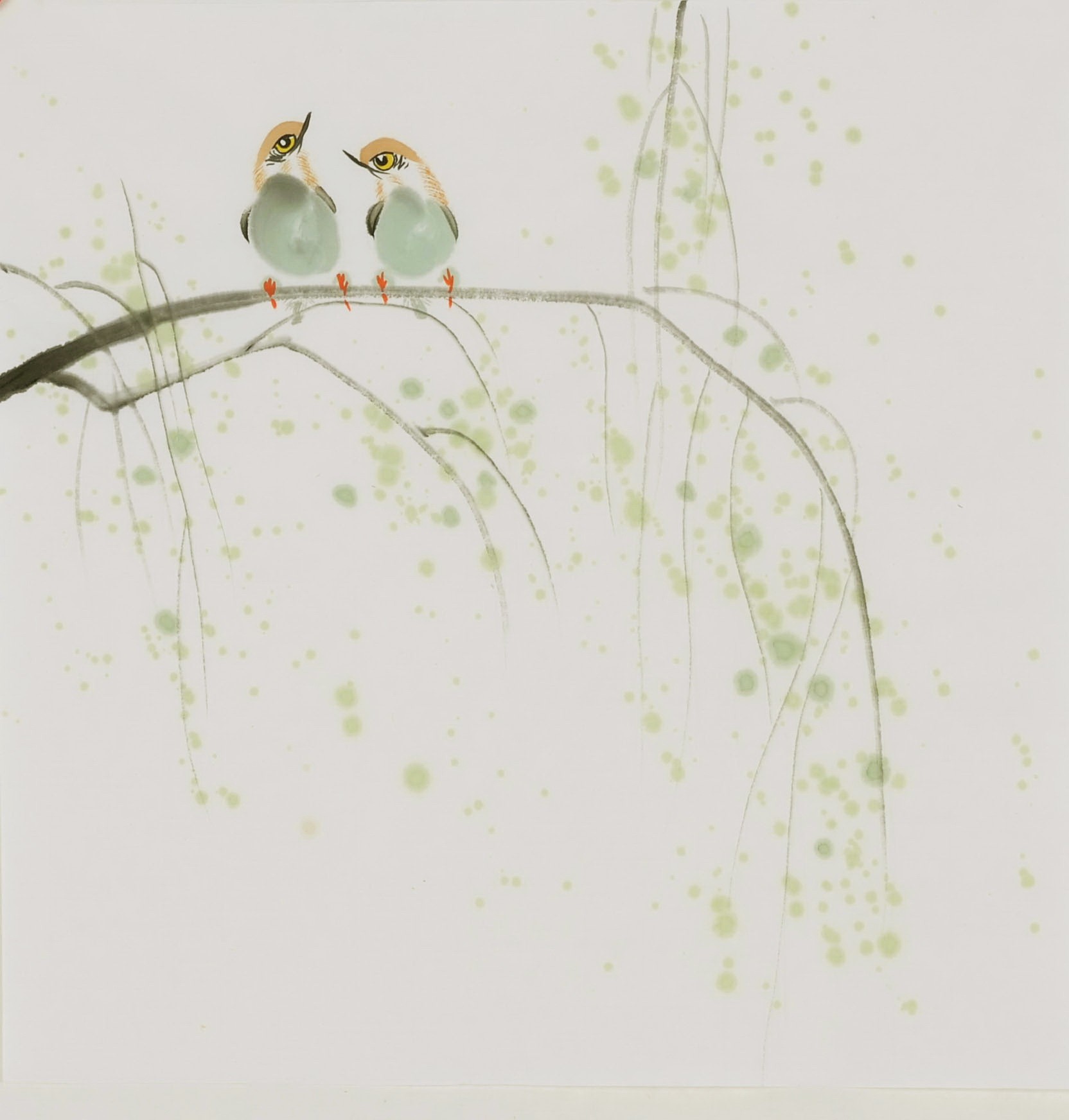 Willow - CNAG006576