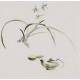 Orchid - CNAG006577