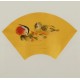 Mandarin Duck - CNAG006593