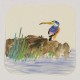 Kingfisher - CNAG006623