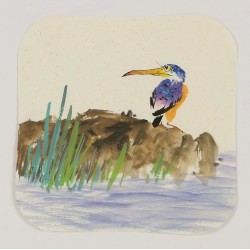 Kingfisher - CNAG006623