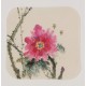 Peony - CNAG006641