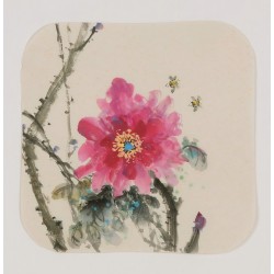 Peony - CNAG006641