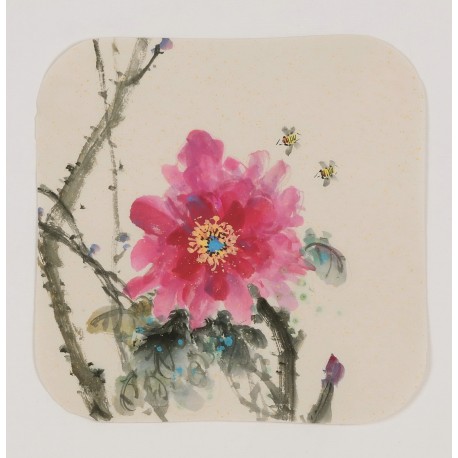 Peony - CNAG006641