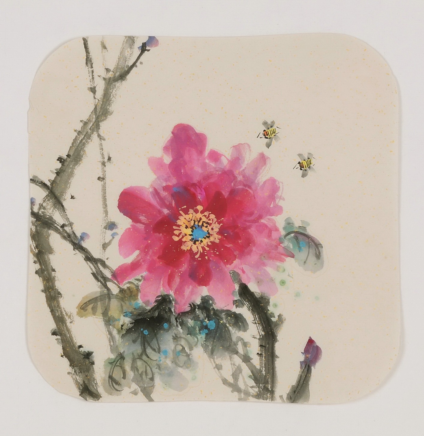 Peony - CNAG006641