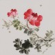 Peony - CNAG006644