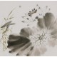 Lotus - CNAG006652