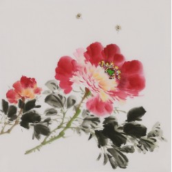 Peony - CNAG006662