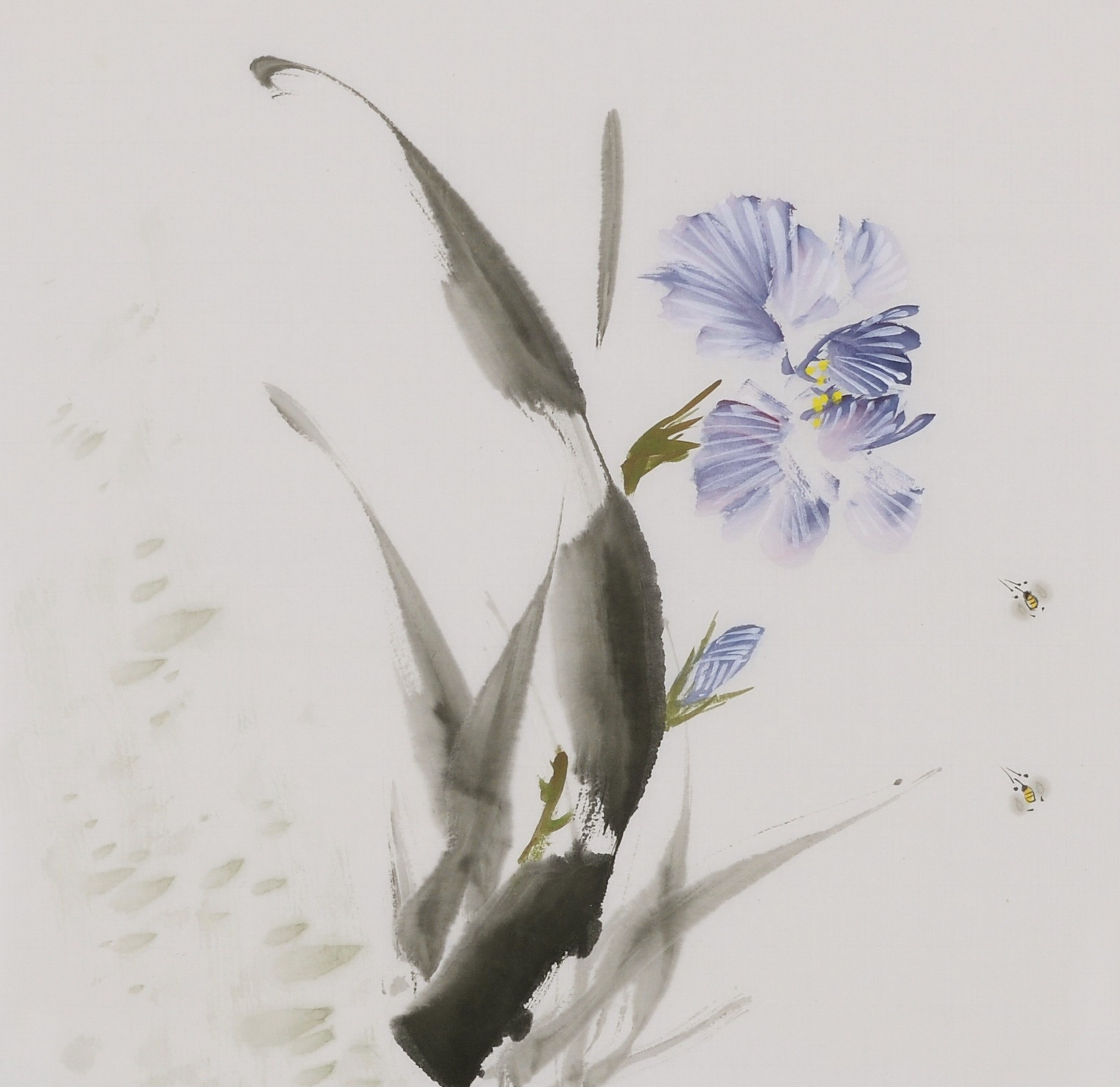Morning Glory - CNAG006664