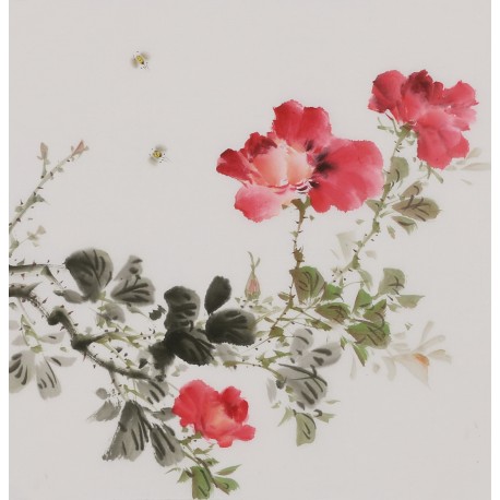 Peony - CNAG006673