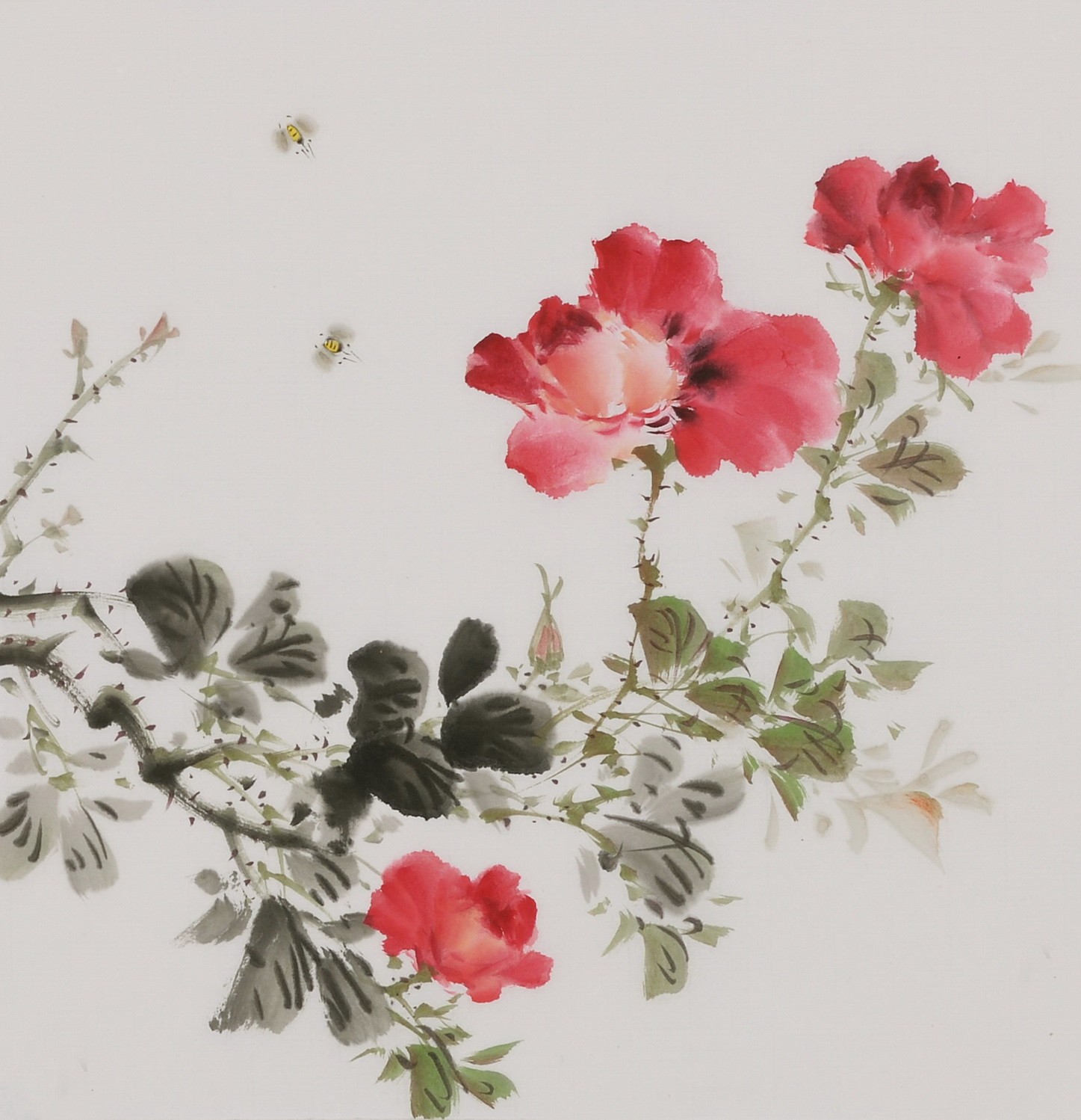 Peony - CNAG006673