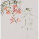 Morning Glory - CNAG006680