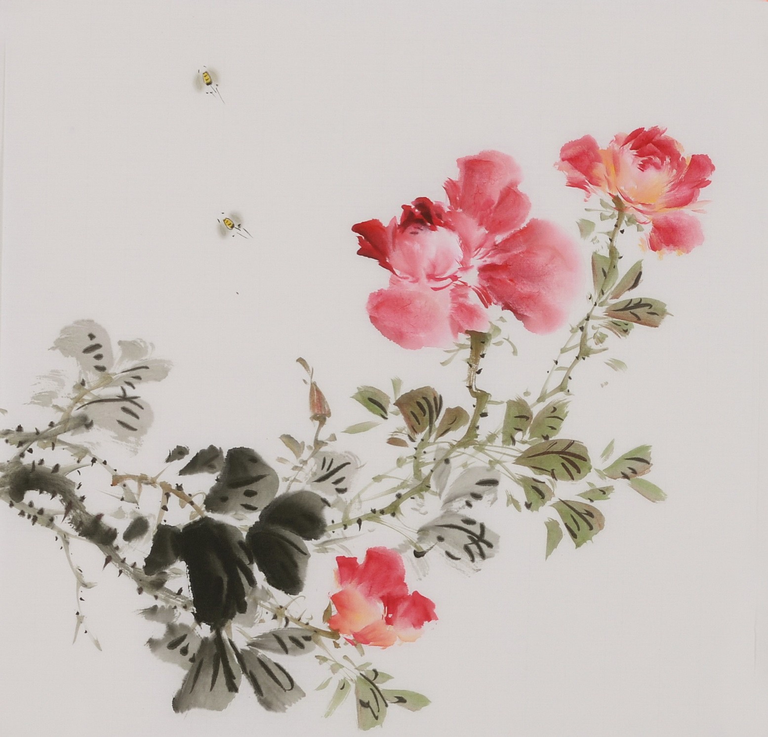 Peony - CNAG006682
