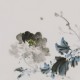 Peony - CNAG006684