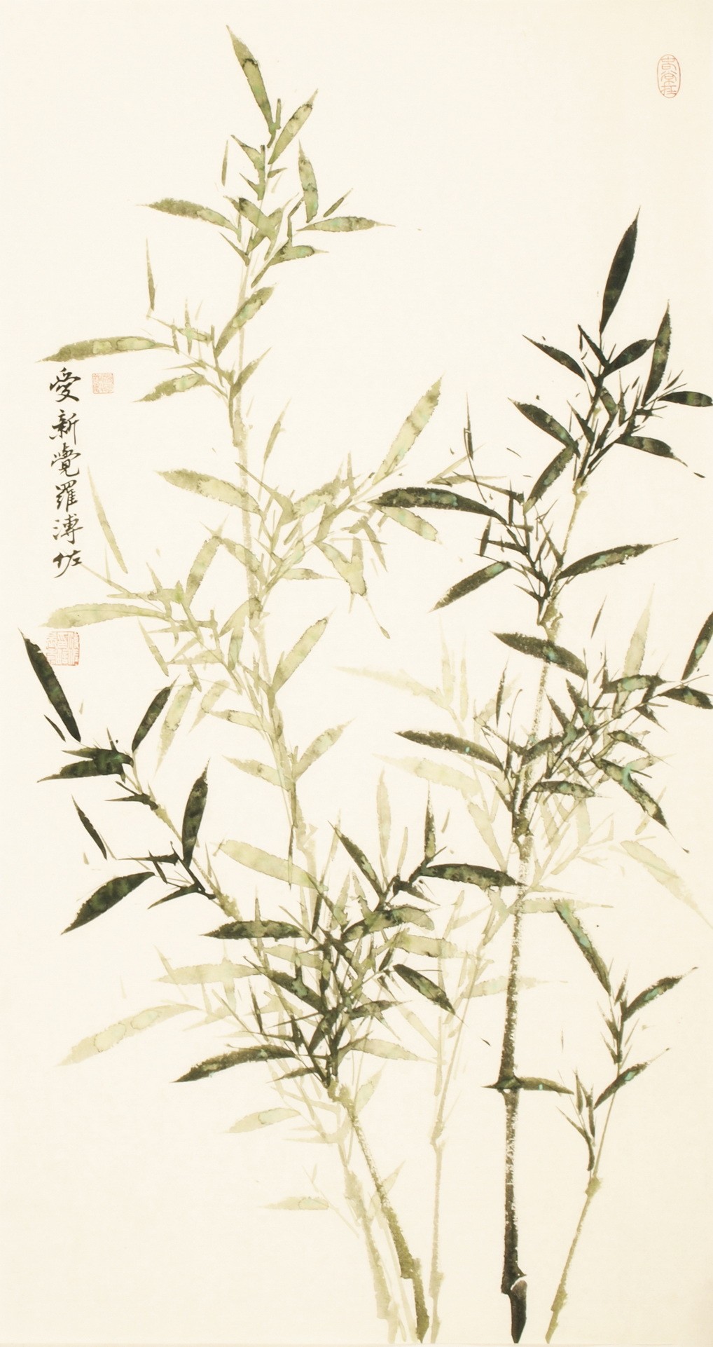 Green Bamboo - CNAG000671