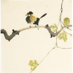 Other Birds - CNAG006707