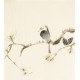 Other Birds - CNAG006717