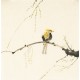 Other Birds - CNAG006720