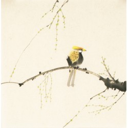 Other Birds - CNAG006720
