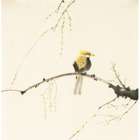 Other Birds - CNAG006720