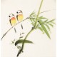 Other Birds - CNAG006731