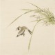Other Birds - CNAG006757