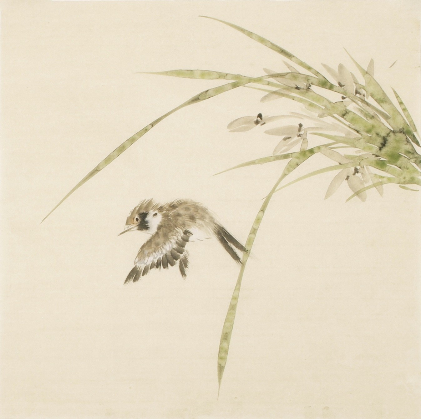 Other Birds - CNAG006757
