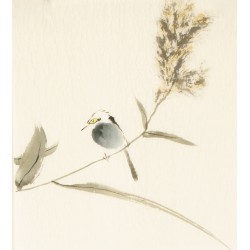 Other Birds - CNAG006776