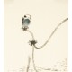 Other Birds - CNAG006779