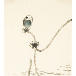 Other Birds - CNAG006779