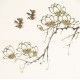 Other Birds - CNAG006785
