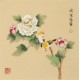 Peony - CNAG006793