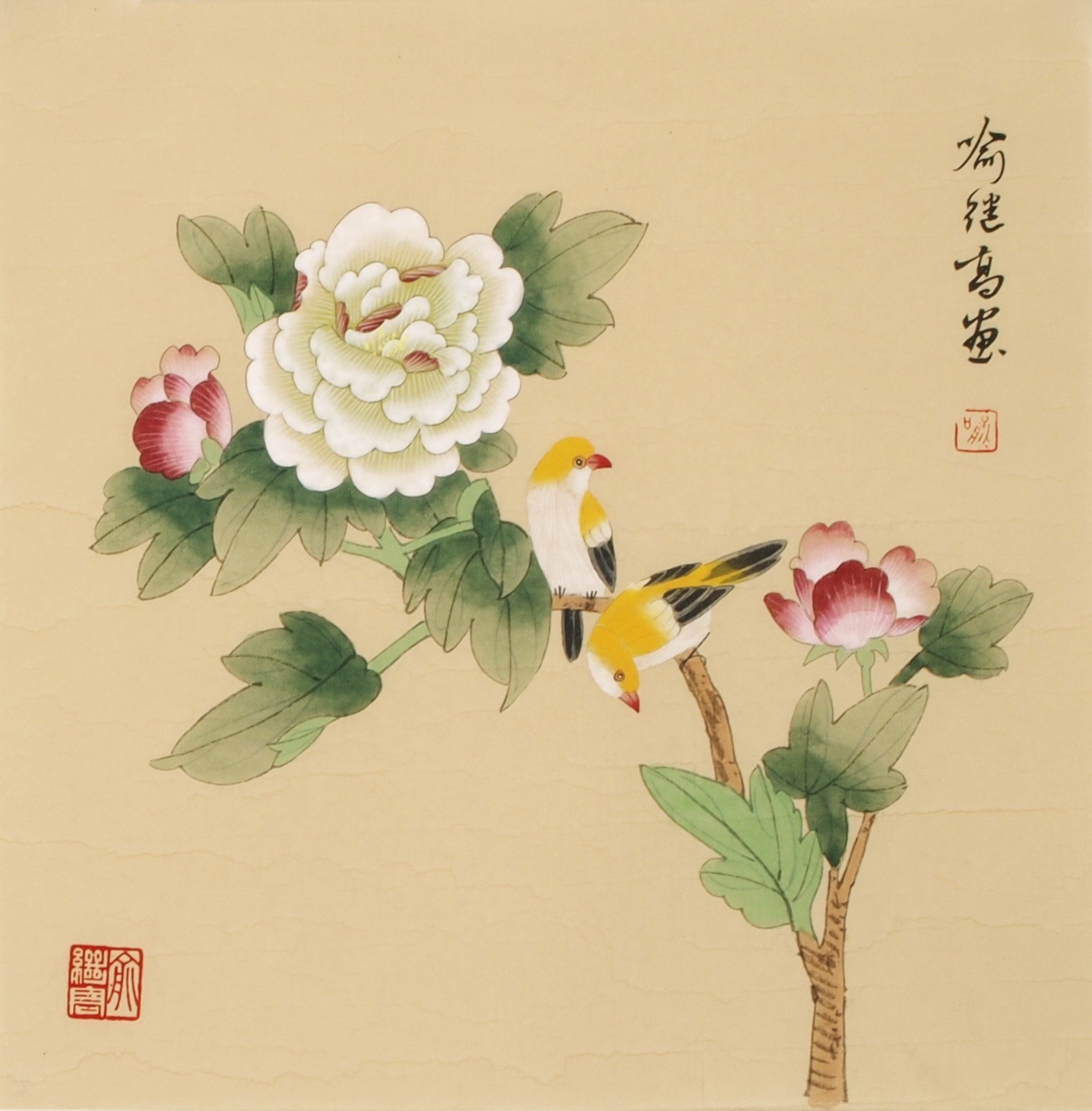 Peony - CNAG006793