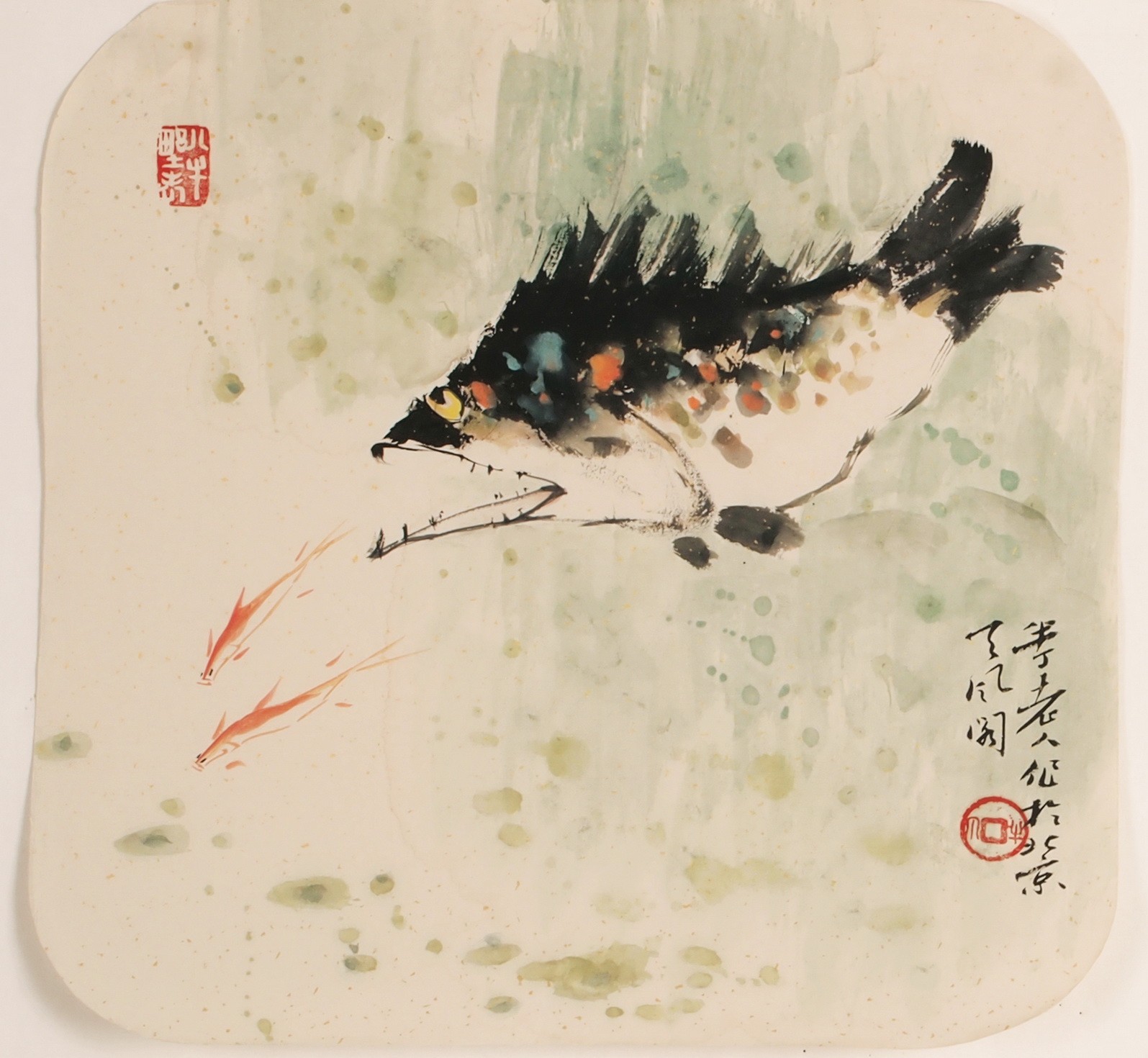Fish - CNAG006814