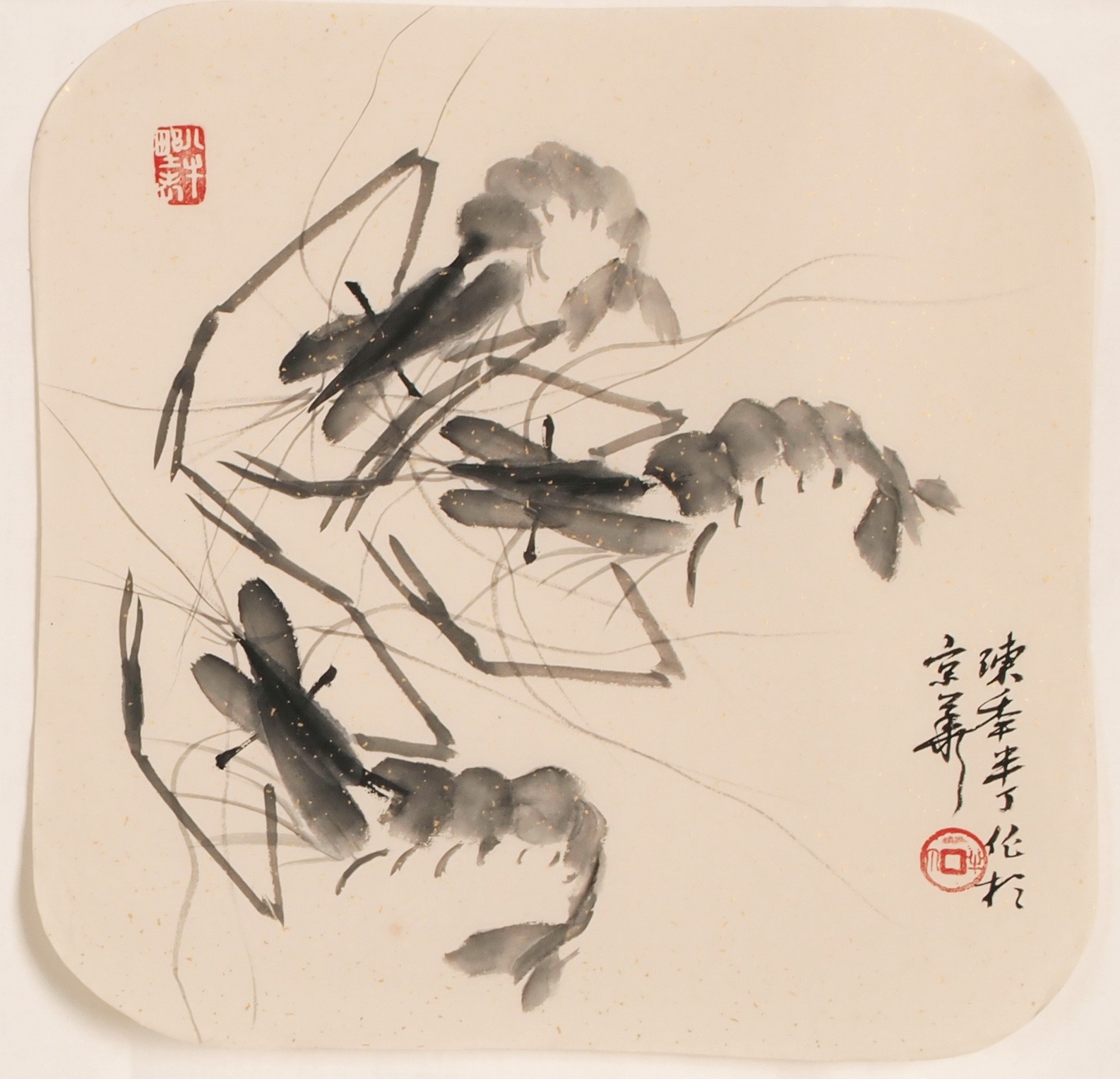 Shrimp - CNAG006828