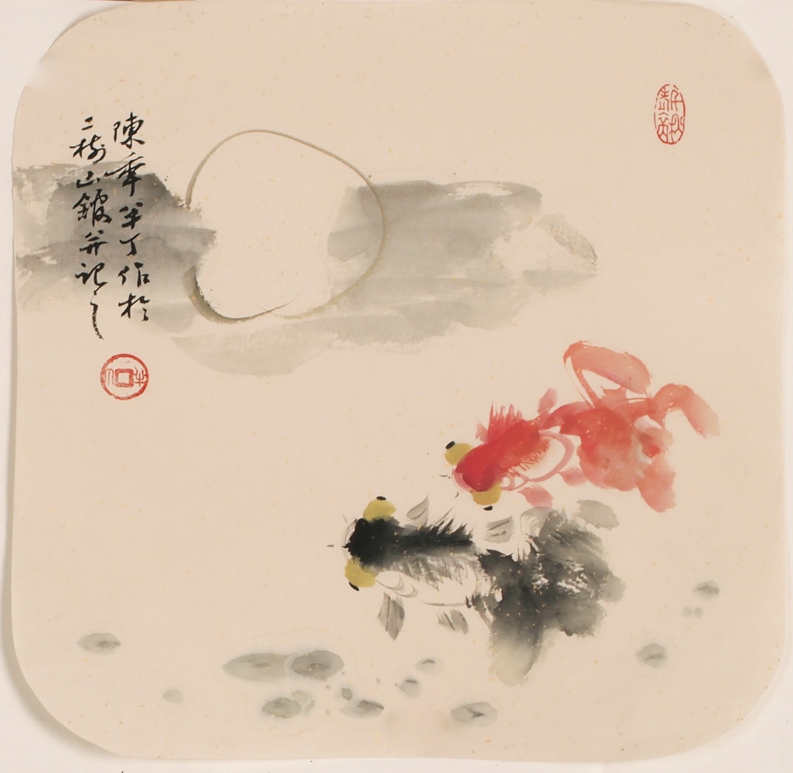 Fish - CNAG006829