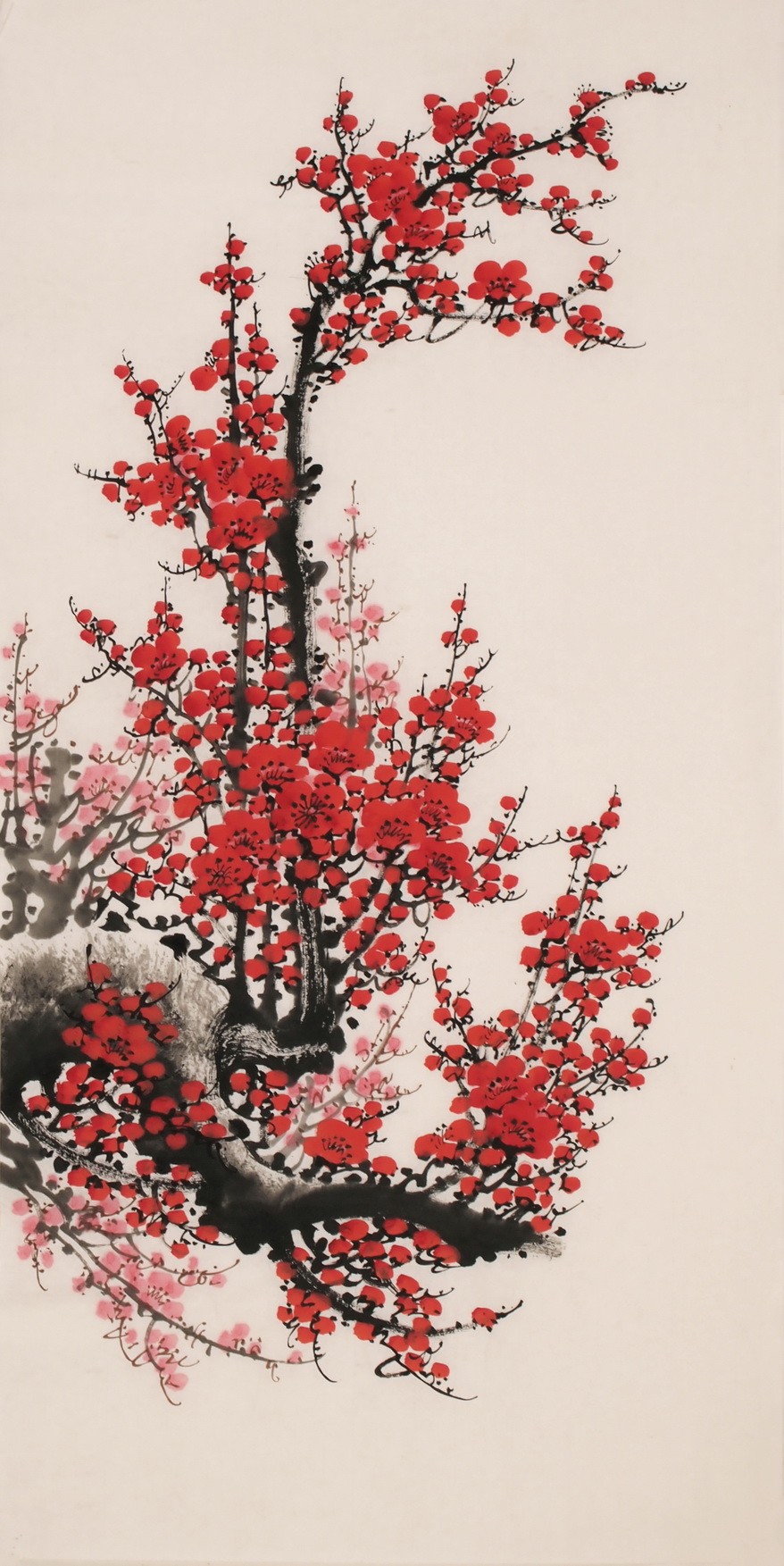 Plum - CNAG000702