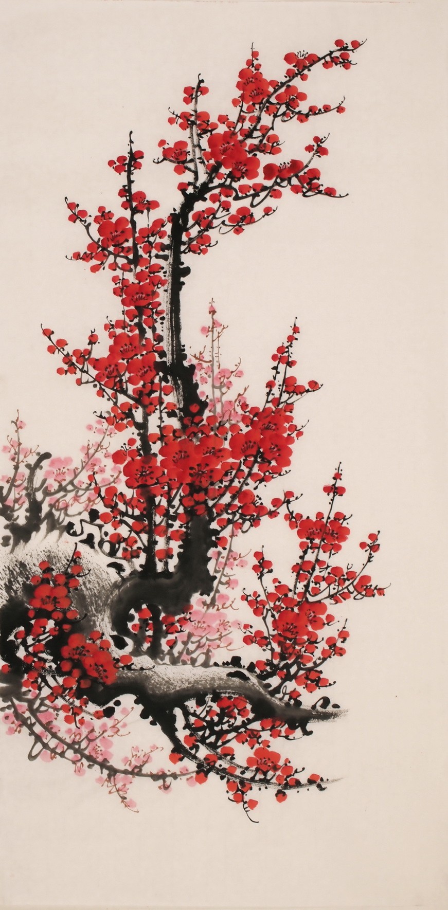 Plum - CNAG000706