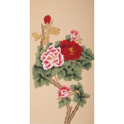 Peony - CNAG000707