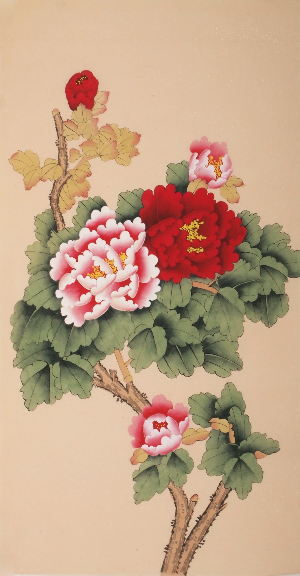 Peony - CNAG000707