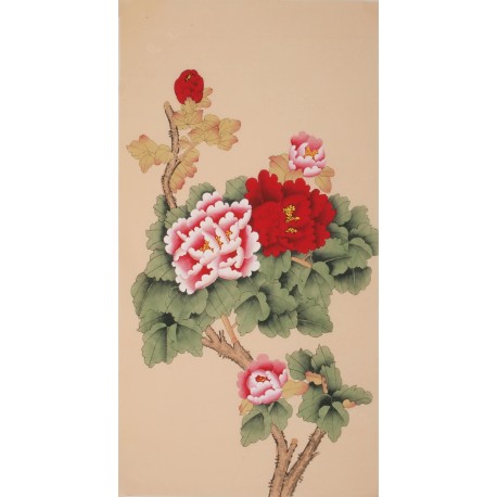 Peony - CNAG000708