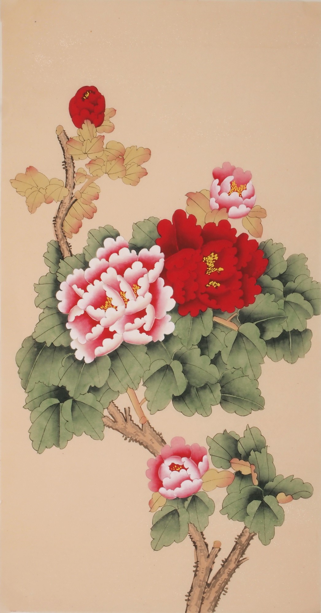 Peony - CNAG000708