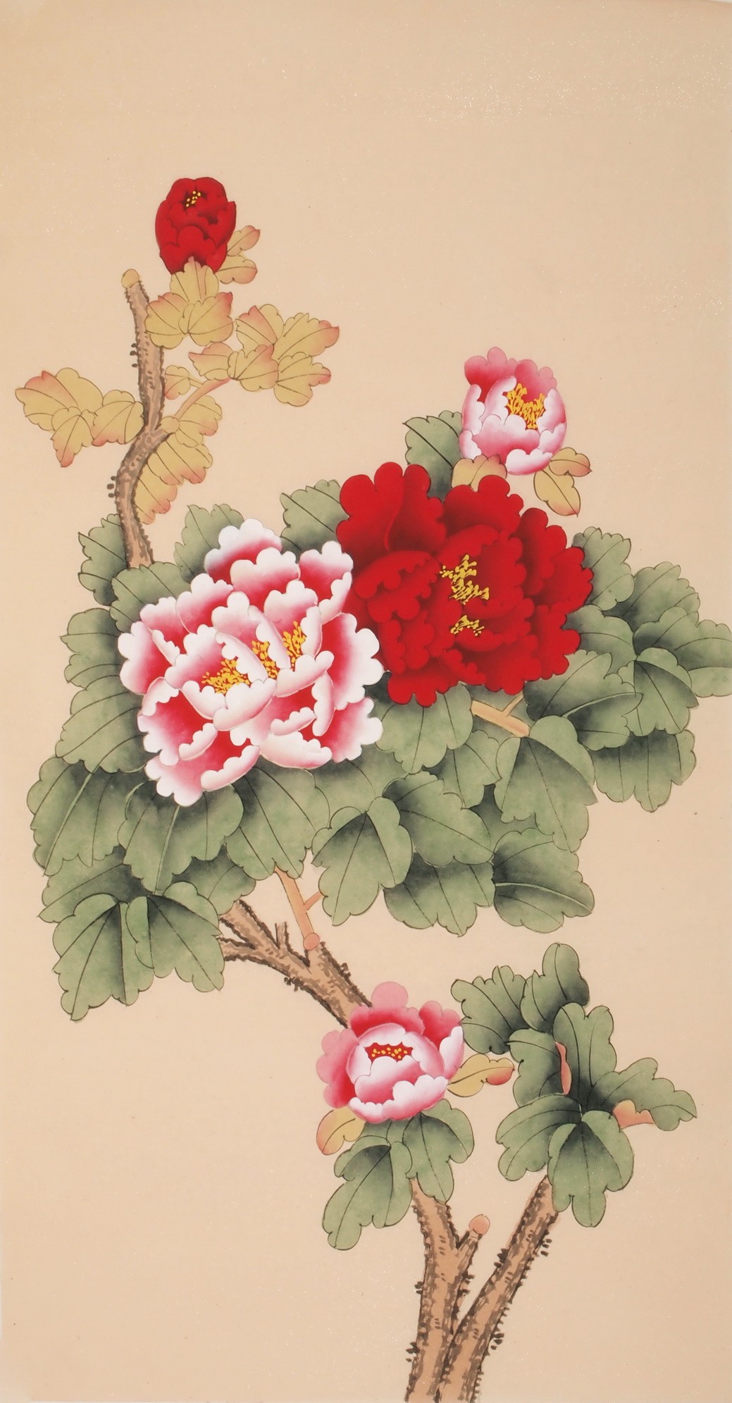 Peony - CNAG000709