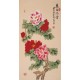 Peony - CNAG000711