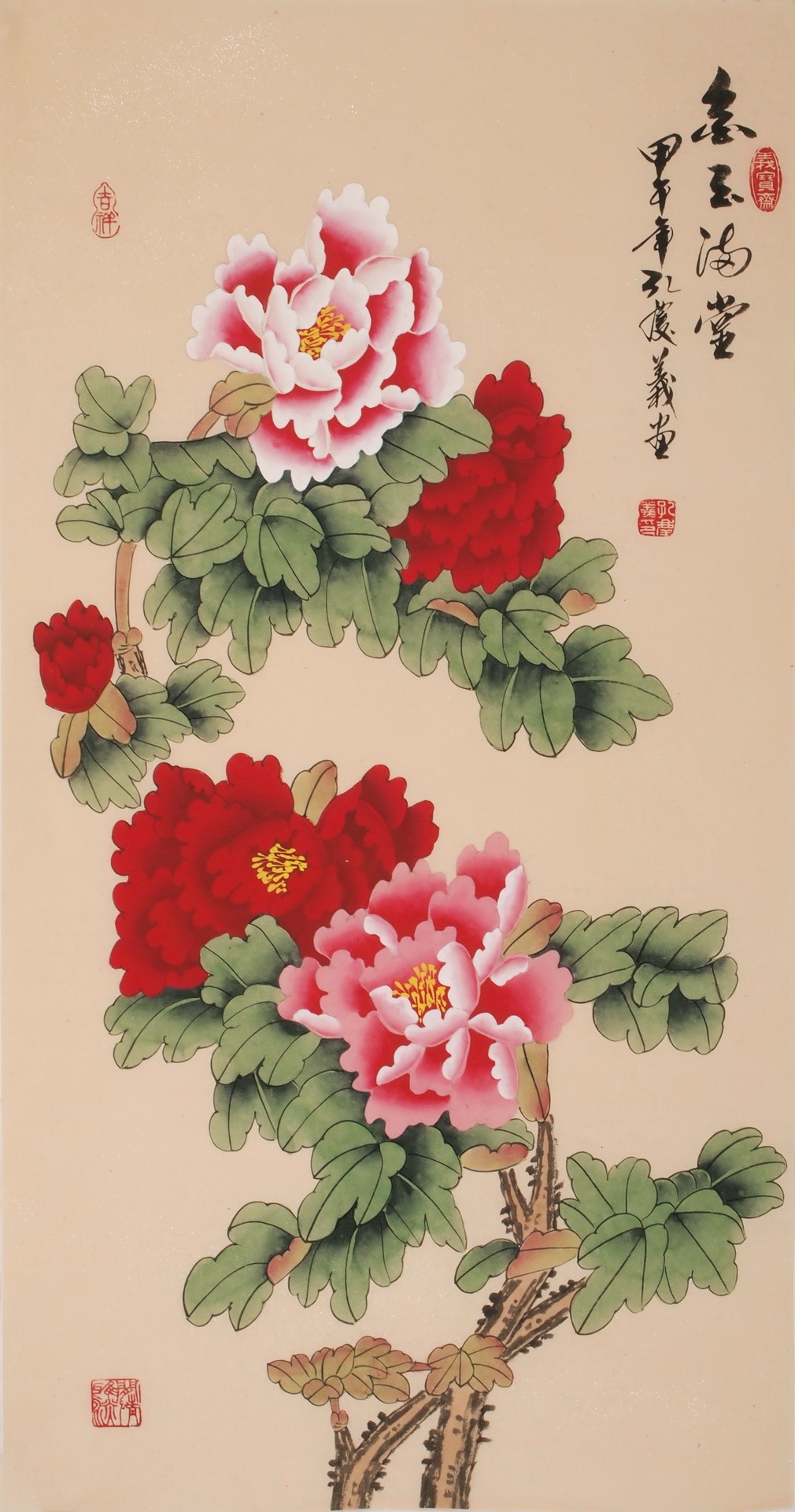 Peony - CNAG000711