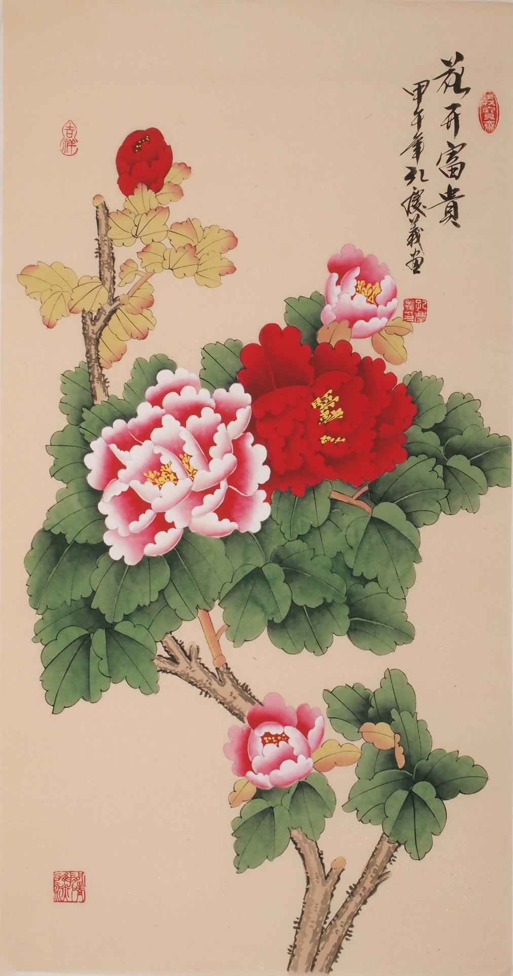 Peony - CNAG000712