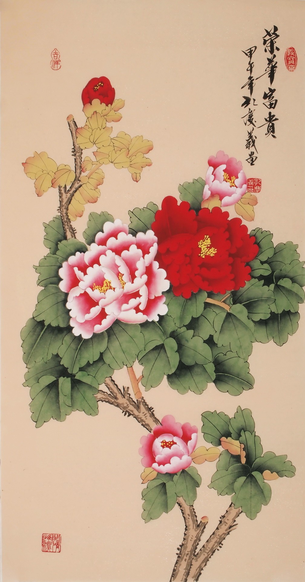 Peony - CNAG000714